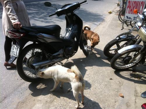 バイクと犬